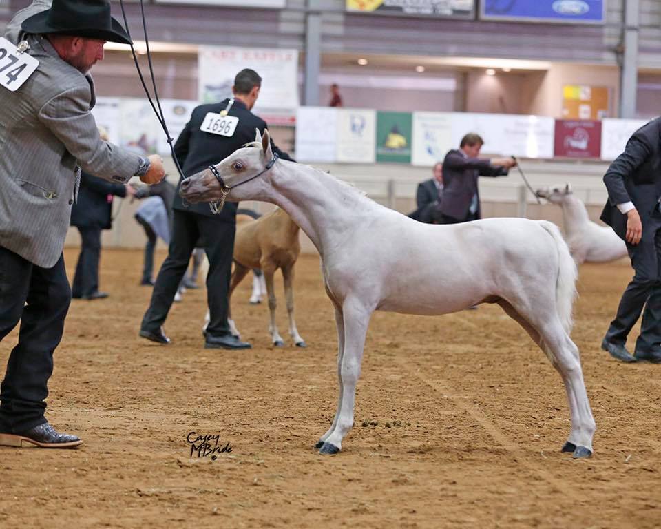 AMHR palomino colt